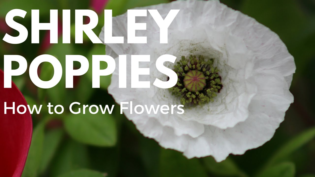 How to Grow Poppies from Seed - Growing Flowers for Beginners Series