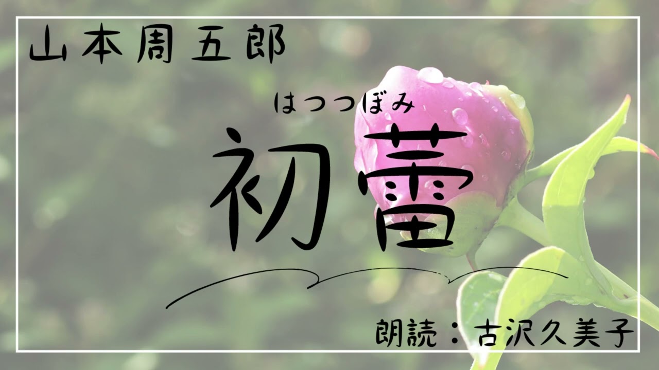 【朗読】山本周五郎「初蕾」