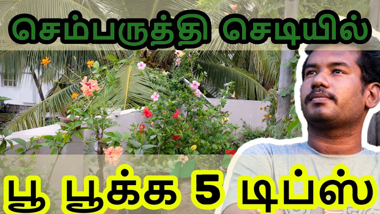 5 Excellent Tips to Get Daily flower in Hibiscus Plant. | தினமும் செம்பருத்தி  பூ பூக்க 5 டிப்ஸ்