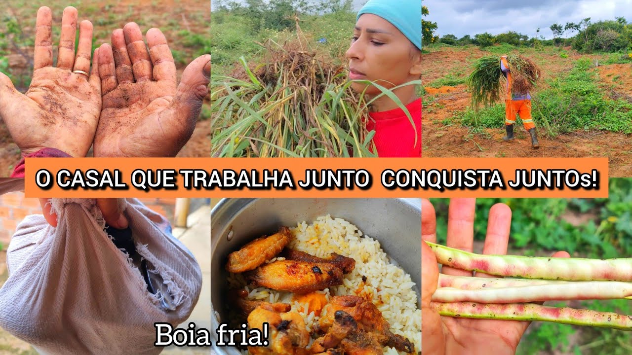 NÃO VAMOS DESISTIR /TERCEIRA PLANTA DE CAPIM NÃO TA FÁCIL!