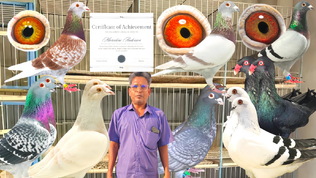 কম দামে বেলজিয়ামের রেজাল্ট করা রেসার #bdkhamar #kobutorkhamar #pigeonhouse #pigeon #recingpigeon 