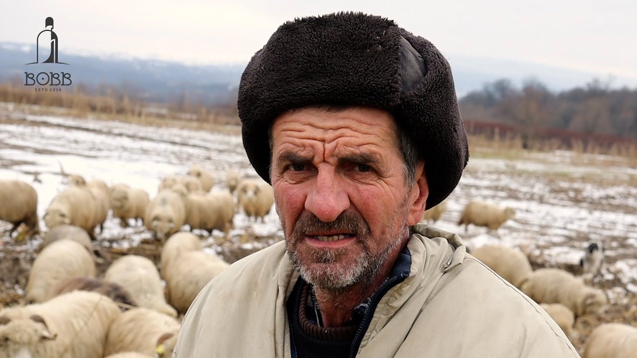 CU OILE LA PORUMB PE LÂNGĂ RÂUL TISA | OILE LUI GHEORGHE DIN SĂPÂNȚA, MARAMUREȘ - 2024