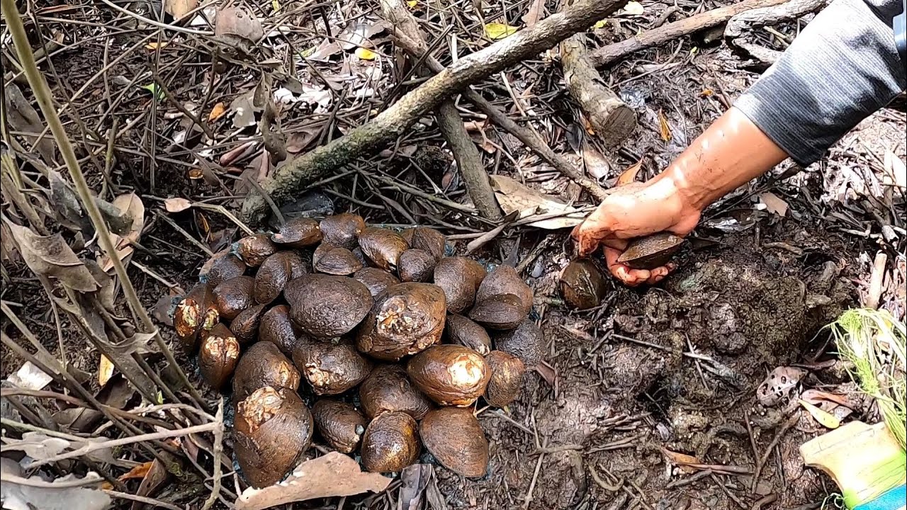 Jumpa  Sarang Kerang Di Hutan Bakau Berlumpur
