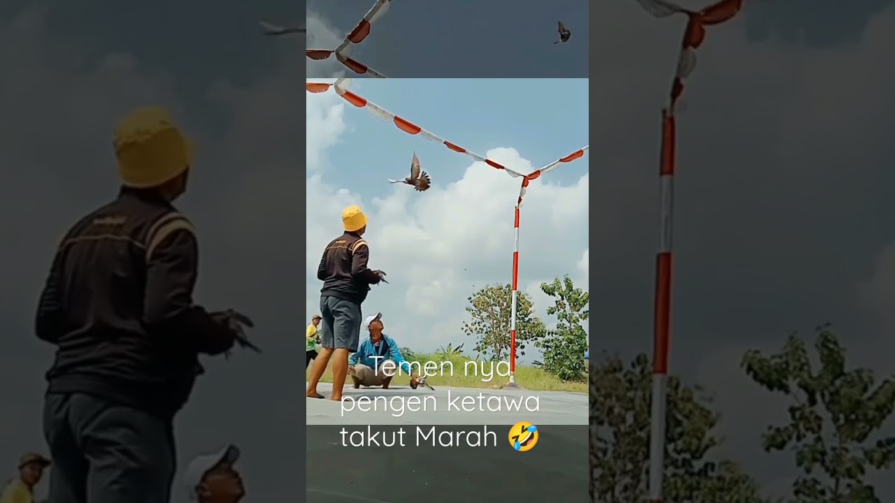 Ketabrak merpati balap 😂