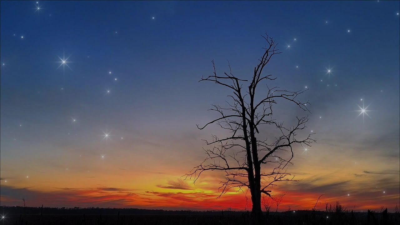 Summer Night ASMR Sounds/ Ambience/ No talking/ No music