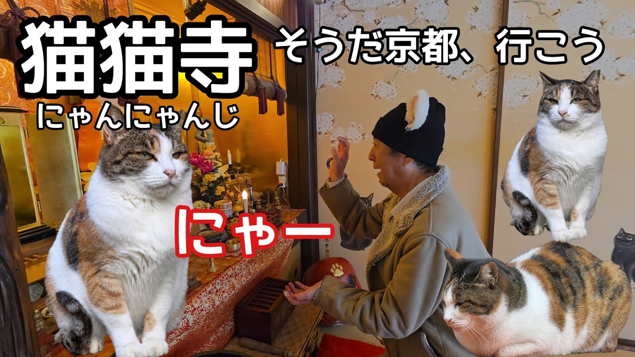 猫猫寺　そうだ京都、行こう　シュールなおっさんの、ぶらりお散歩旅