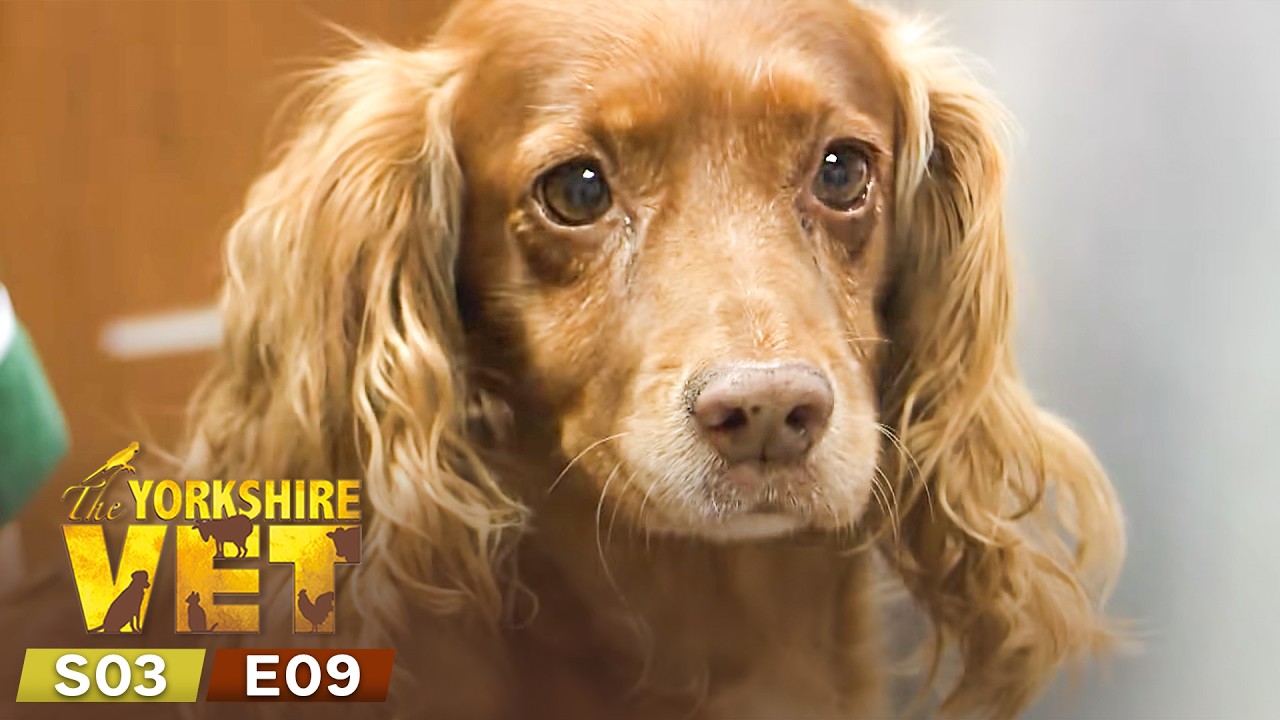 The Yorkshire Vet Season 3 Episode 9 | Full Episode