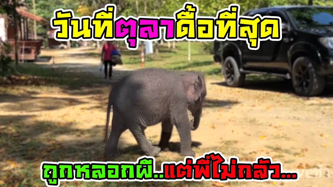 วันวานกับMomentน่ารักน้องตุลา : ตุลาเกียร์ r กับลีลาการสแคชขา โชว์หล่อ วันที่ดื้อมากพี่จั่นพี่หมื่น