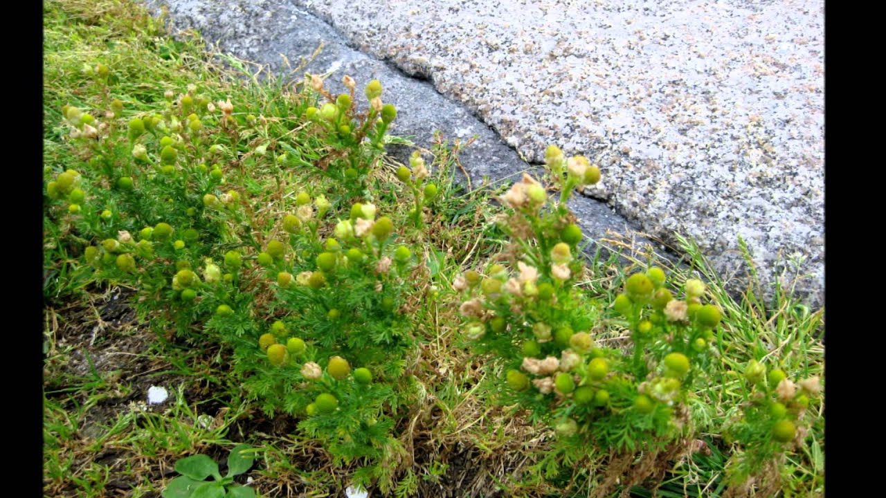 Haudenosaunee Thanksgiving Address
