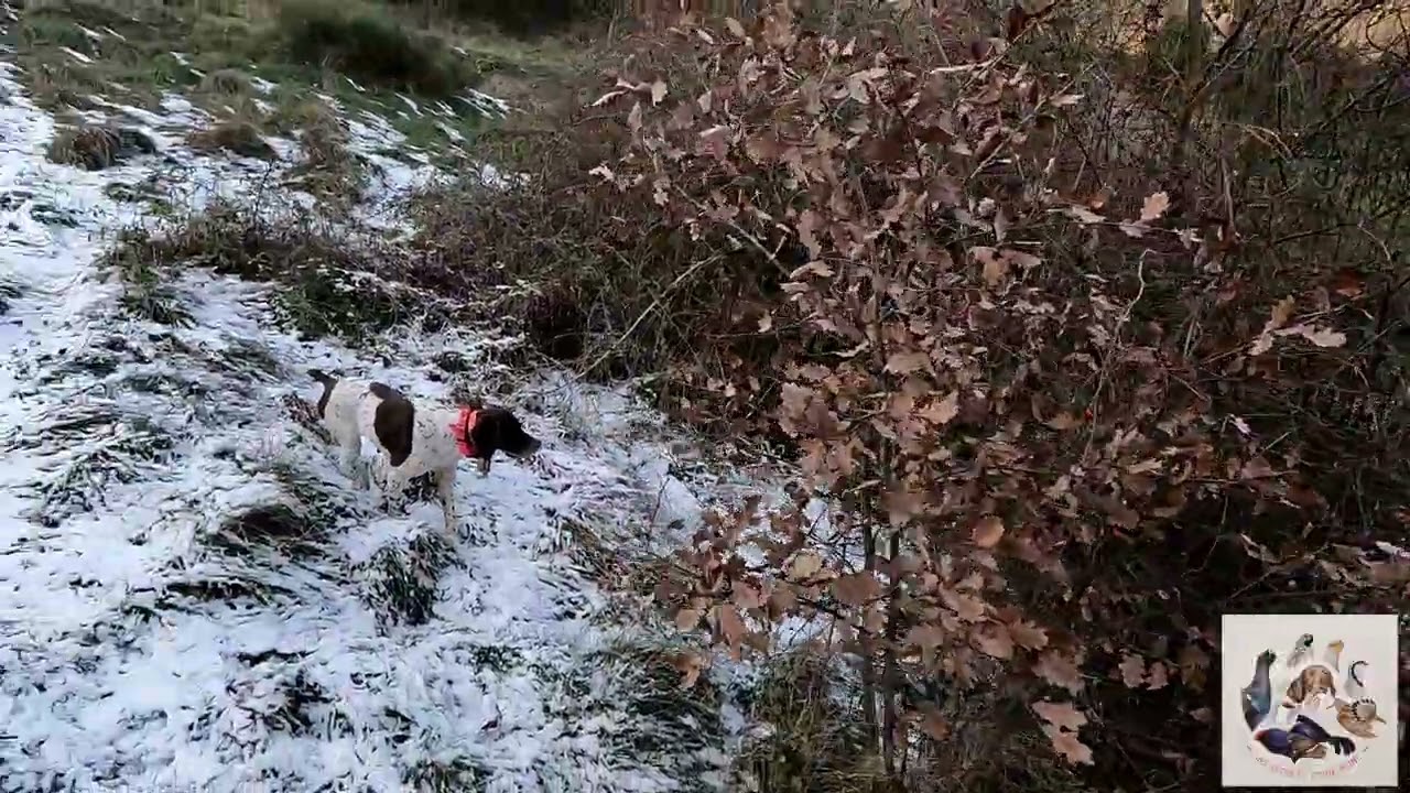 Chasse à la bécasse avec un braque français de l'élevage des secrets d'une reine