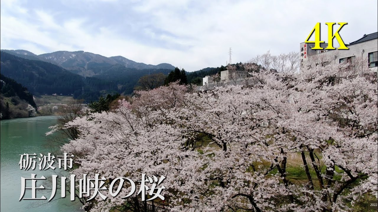 【4K】庄川峡の桜　4Kで魅せる富山の桜2022