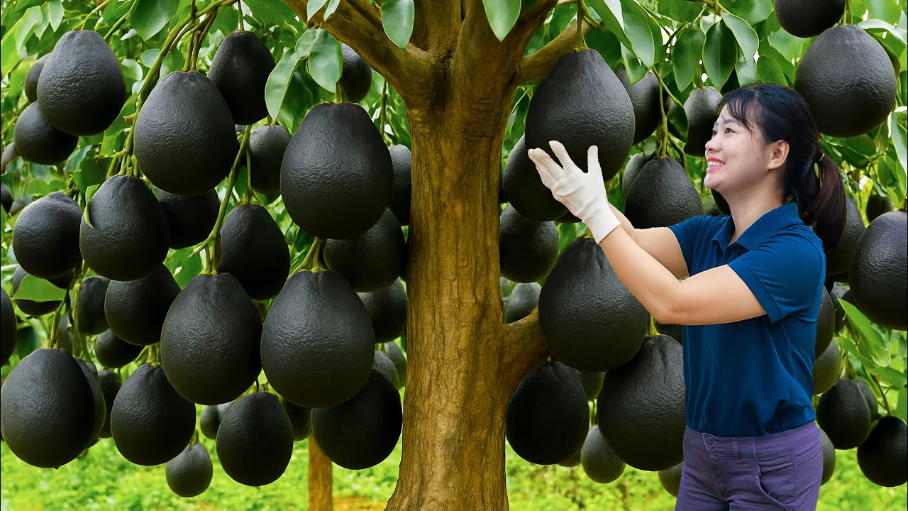 Harvesting RARE Hybrid Wild Grapefruit | New Hybrid Grapefruit Variety – Classic Village Recipe