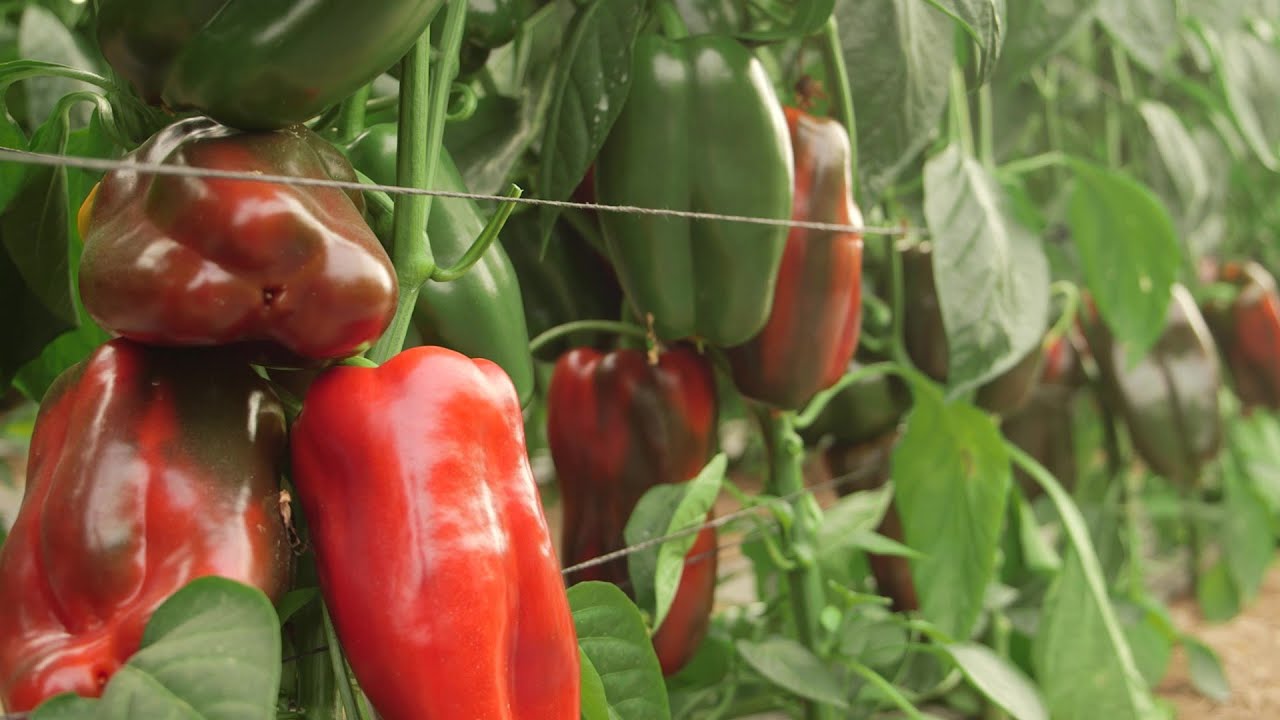 Pimiento Lamuyo rojo Rio Cuatro 