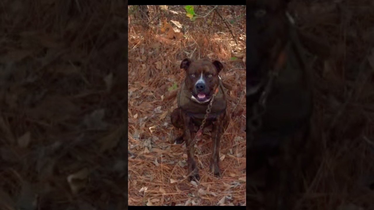 My Top 3 Best Dog Crosses for Hog Hunting! #doglife #hogdogs