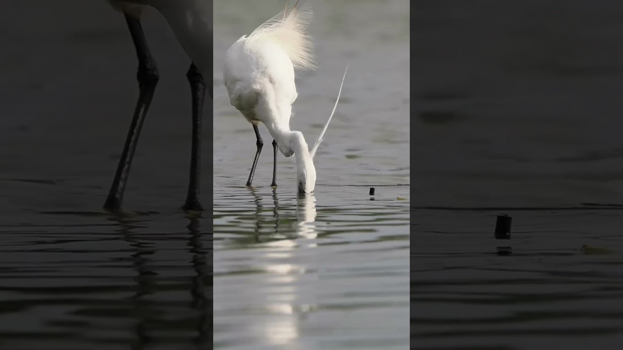 #bird #birds #planetbirds #perfect_birds#birdlife #birding #bird_ brilliance#OMSYSTEM #bestbirdsho