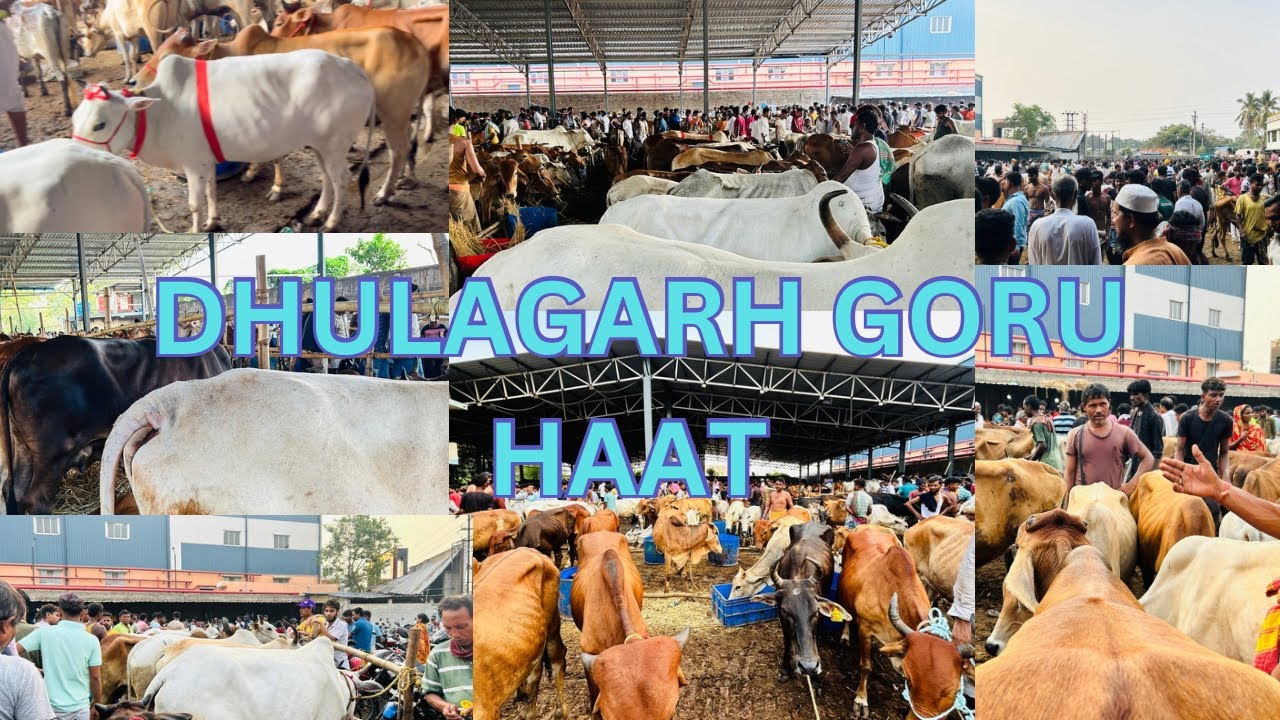 DHULAGARH 14/6/24 last video rate bahut jada hai bhai log 😱#cow#kolkatacowvlog #cowvlog #ladlavlogs