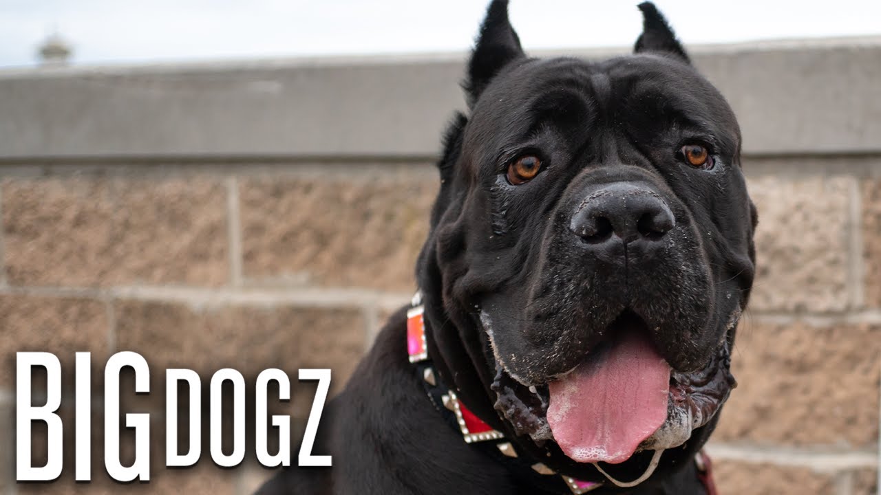 Кане-корсо — псы войны за 10 000 долларов | BIG DOGZ
