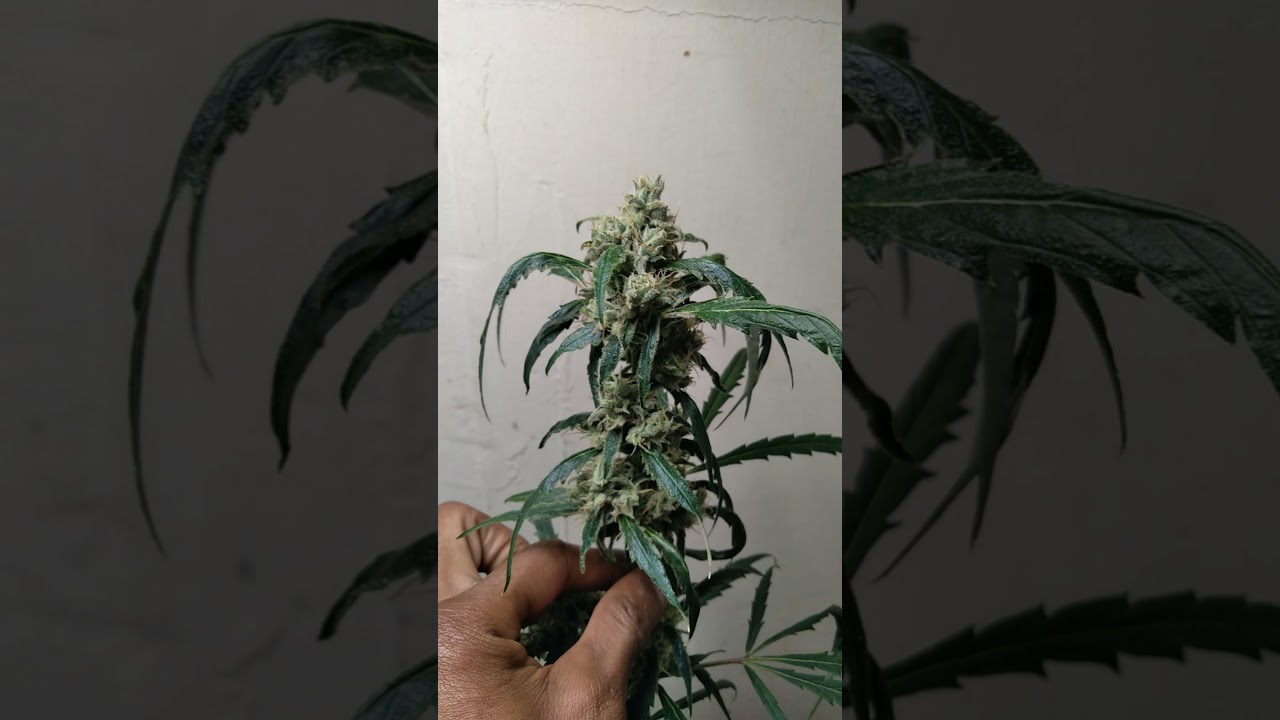 double grape auto flower & lilac diesel Autoflower