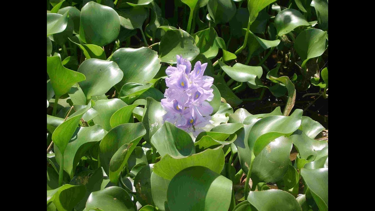 juin 2017 Docteur Cascade : qualité de l'eau du bassin et jardinage aquatique en Estrie.