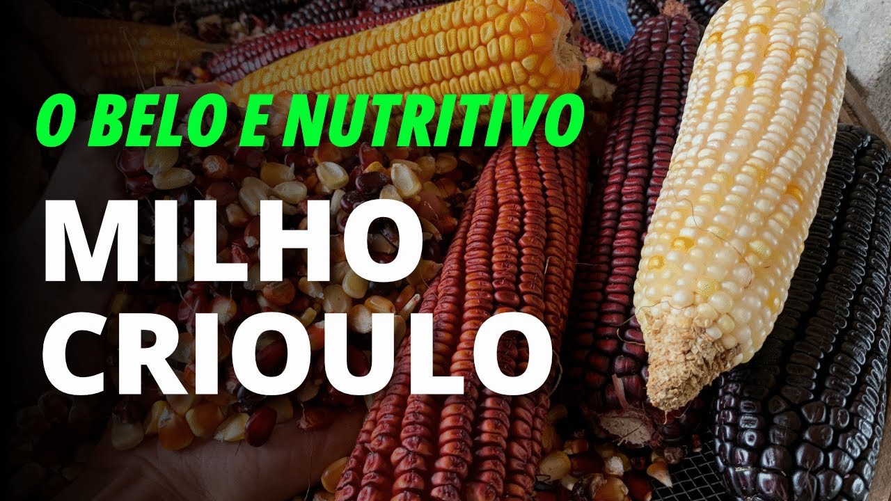 MILHO DE QUALIDADE só assim…
