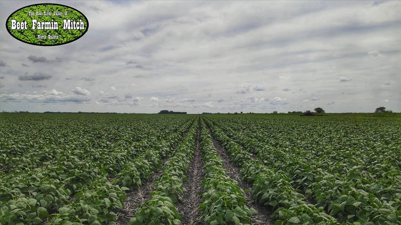 Row Cultivating: A Unique Pinto Bean Crop