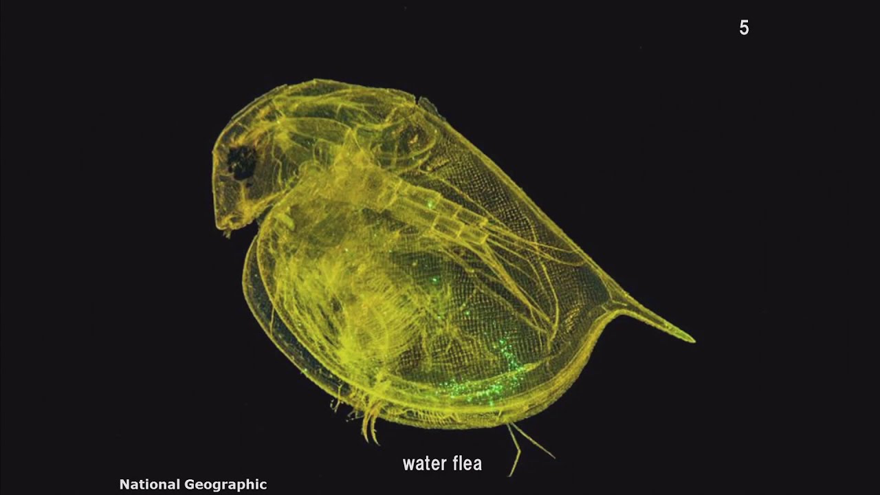 Plastics in the Ocean and Microplastics - Shuhei Tanaka, Kyoto University