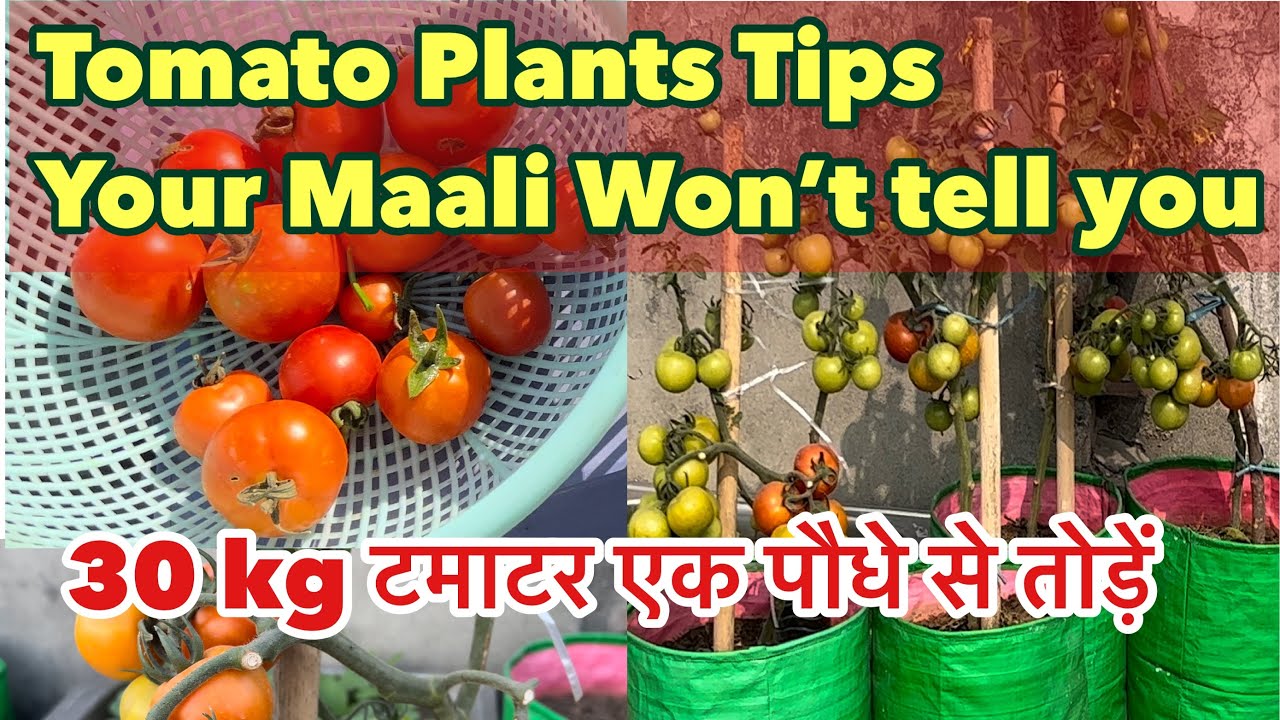 Your माली won&rsquo;t tell you these tips for growing 30 kg tomatoes  per plant