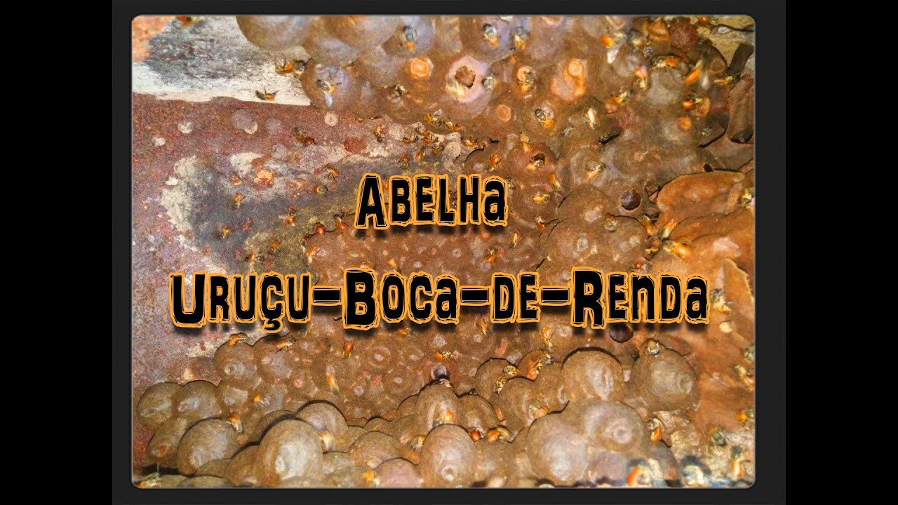 Abelha Uruçu-Boca-de-Renda (Melipona Seminigra).