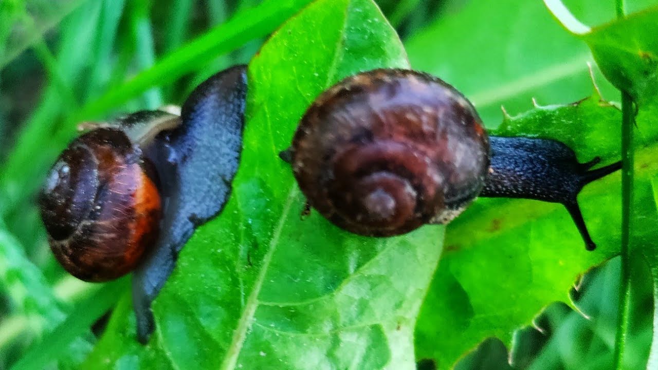 salyangoz 🐌 belgeseli dinlenmek için kısa bir ara ver.