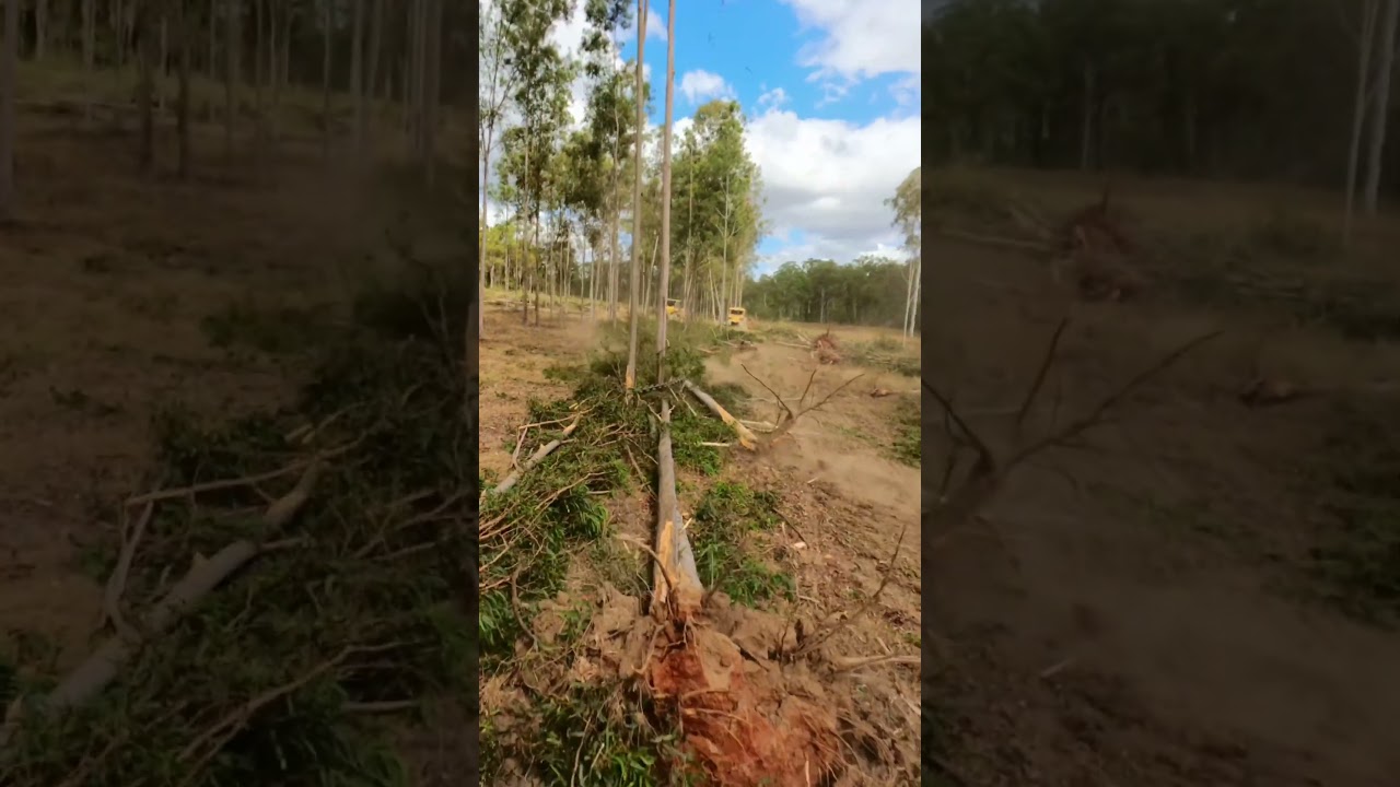 Bulldozers land clearing with chain!