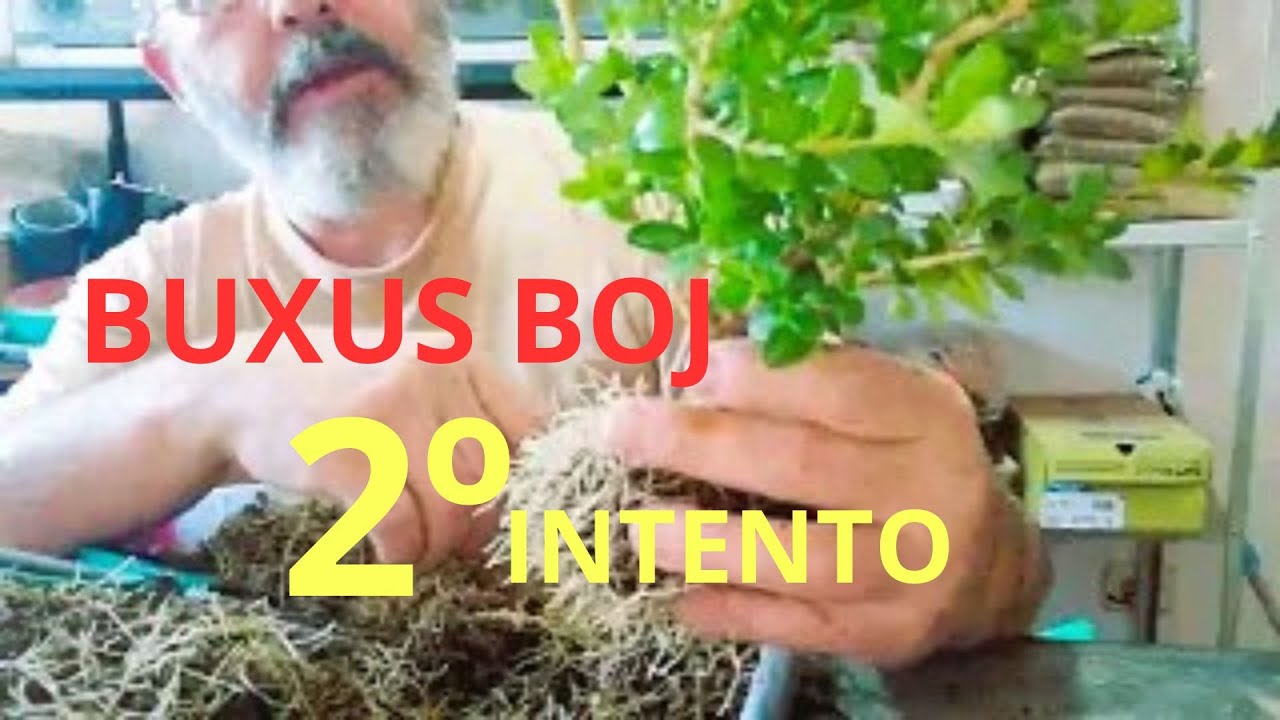 2º INTENTO DE CULTIVO- BUXUS BOJ- Veamos como se nos da esta vez