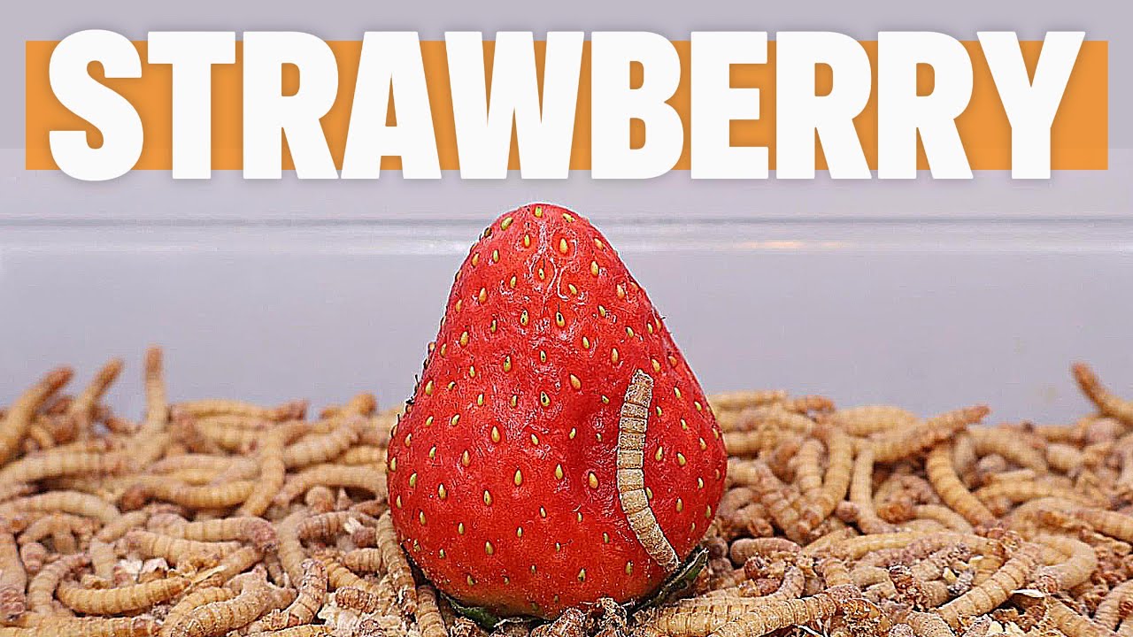 Mealworm Go! (4K) Strawberry 🍓 딸기 Fresa 