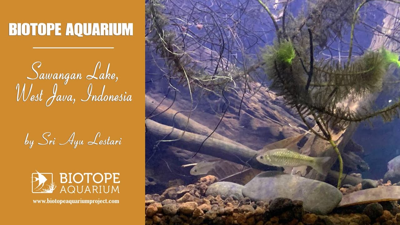 #BAC2025 Sawangan Lake, West Java, Indonesia. By Sri Ayu Lestari