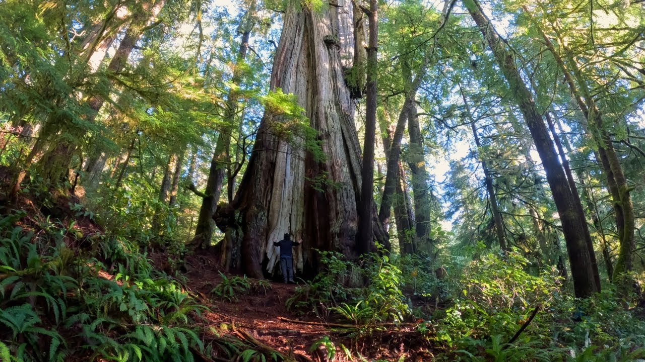 The Cheewhat Giant: Finding One of the Oldest Trees on Earth | Vancouver Island