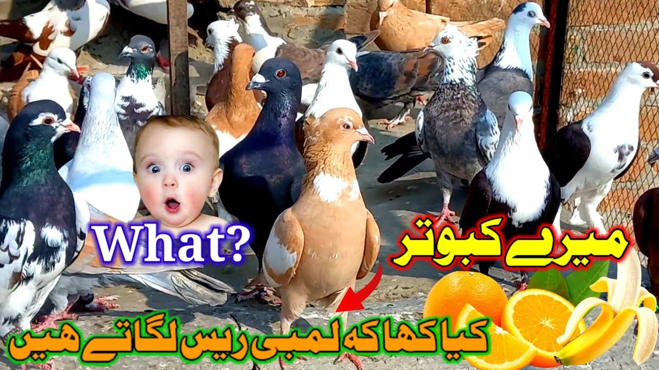 What? My Pigeons What Do You Eat And Run A Long Race || Pigeon video || Kabotar video || LKB Pigeons