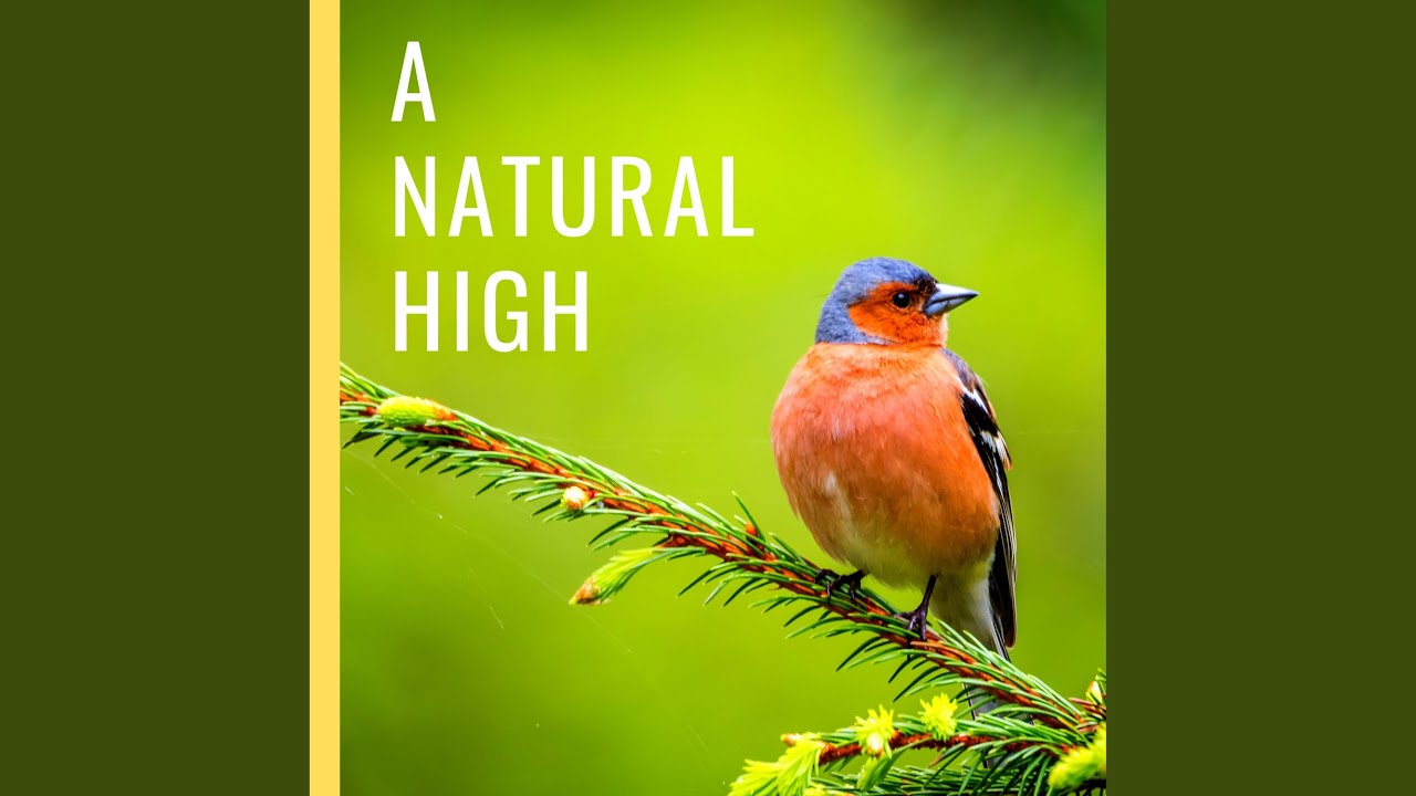 Study Focus Bird Sounds