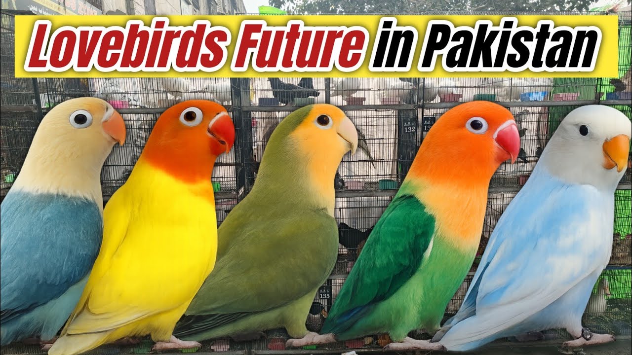 Lovebirds future in Pakistan #lovebirds 