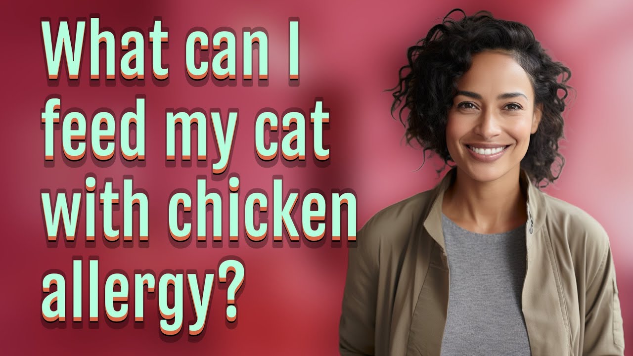 What can I feed my cat with chicken allergy?