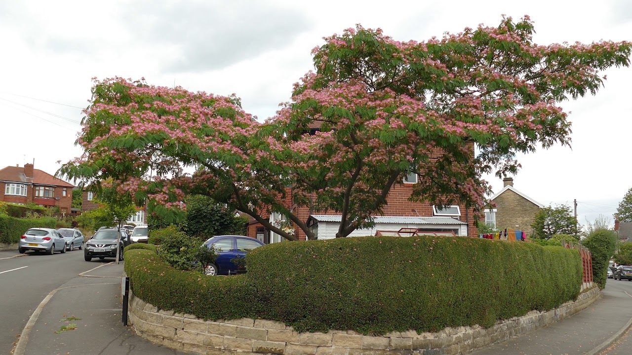 Albizia (Silk Tree) in Full Flower.