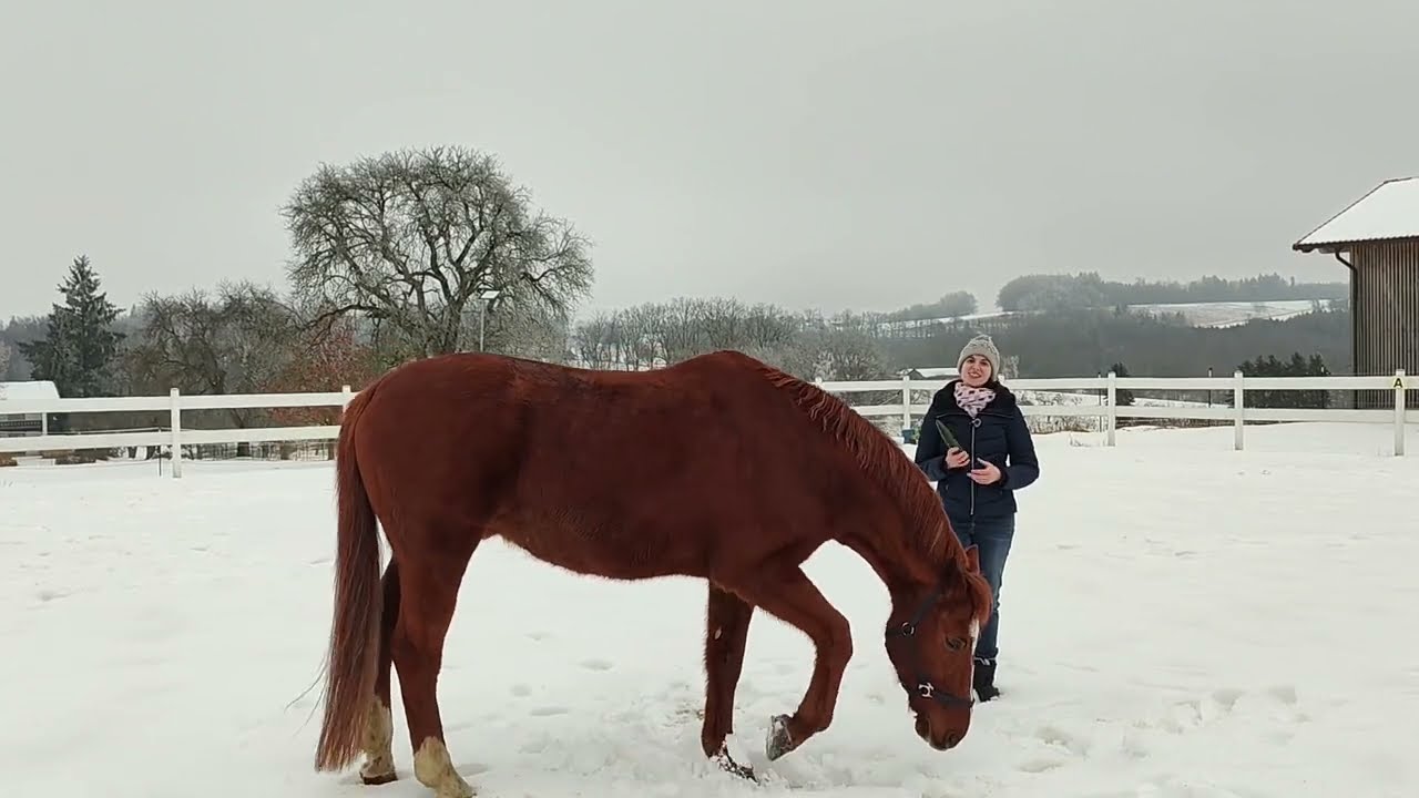 🥒 Dürfen Pferde Gurken fressen? 🐎