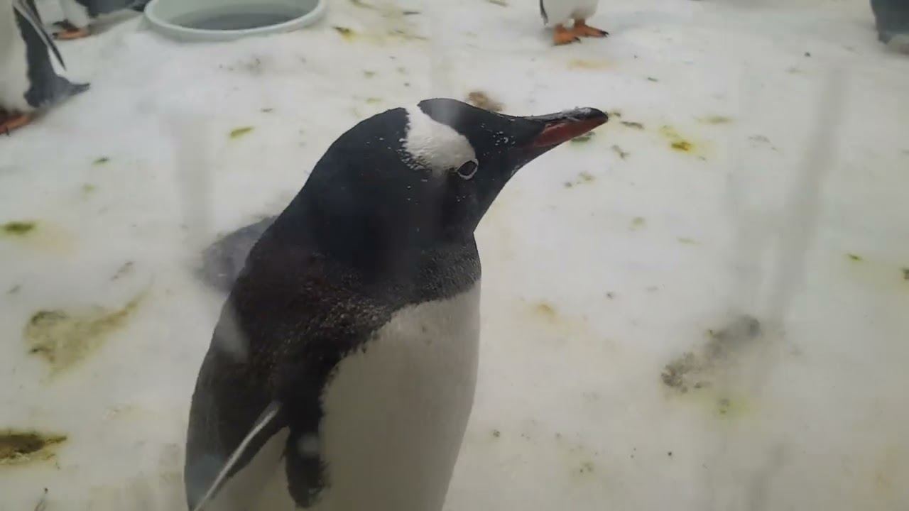 Tučniak obrovsk&yacute; ∆ 3d-trail.com/