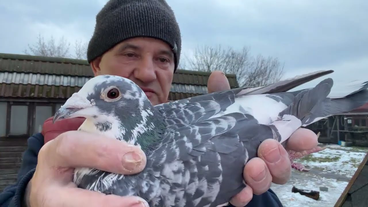 Gołębie z likwidacji hodowli od Mistrza Polski Mariusza Dobrzańskiego-Palarski do rozpłodu 513016809