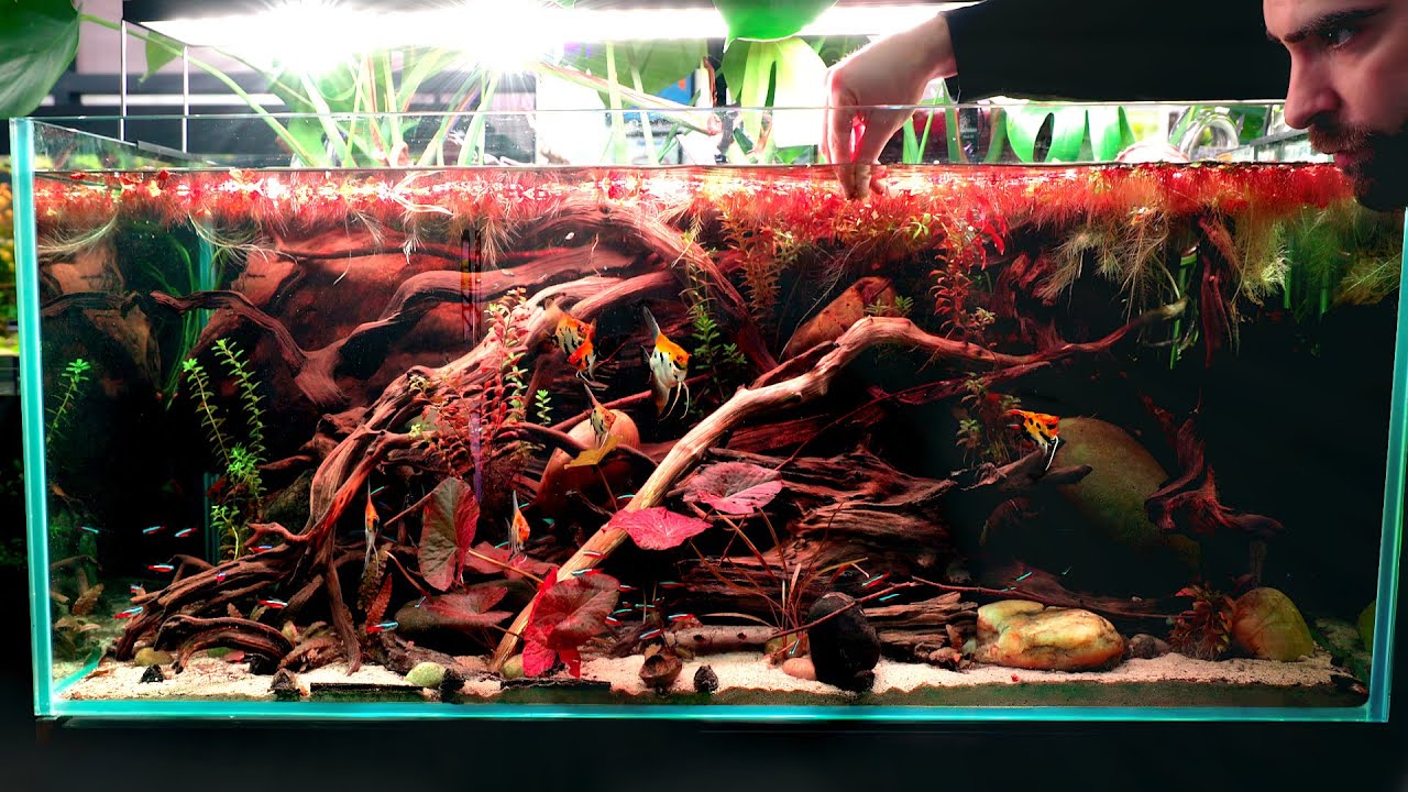 Fixing My Red Devil Angelfish Aquarium