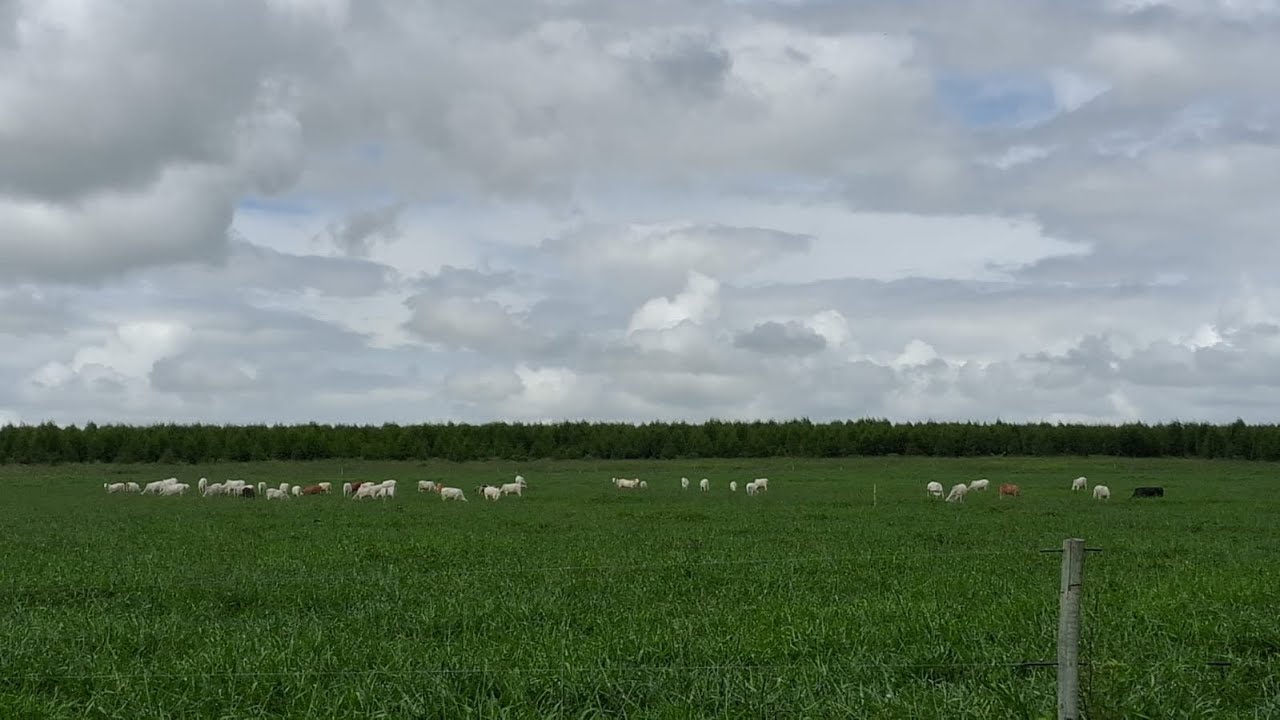 Engorda de novilhas a pasto com 1 kg de GMD nas águas. Mostrando nosso sistema e nosso trabalho 