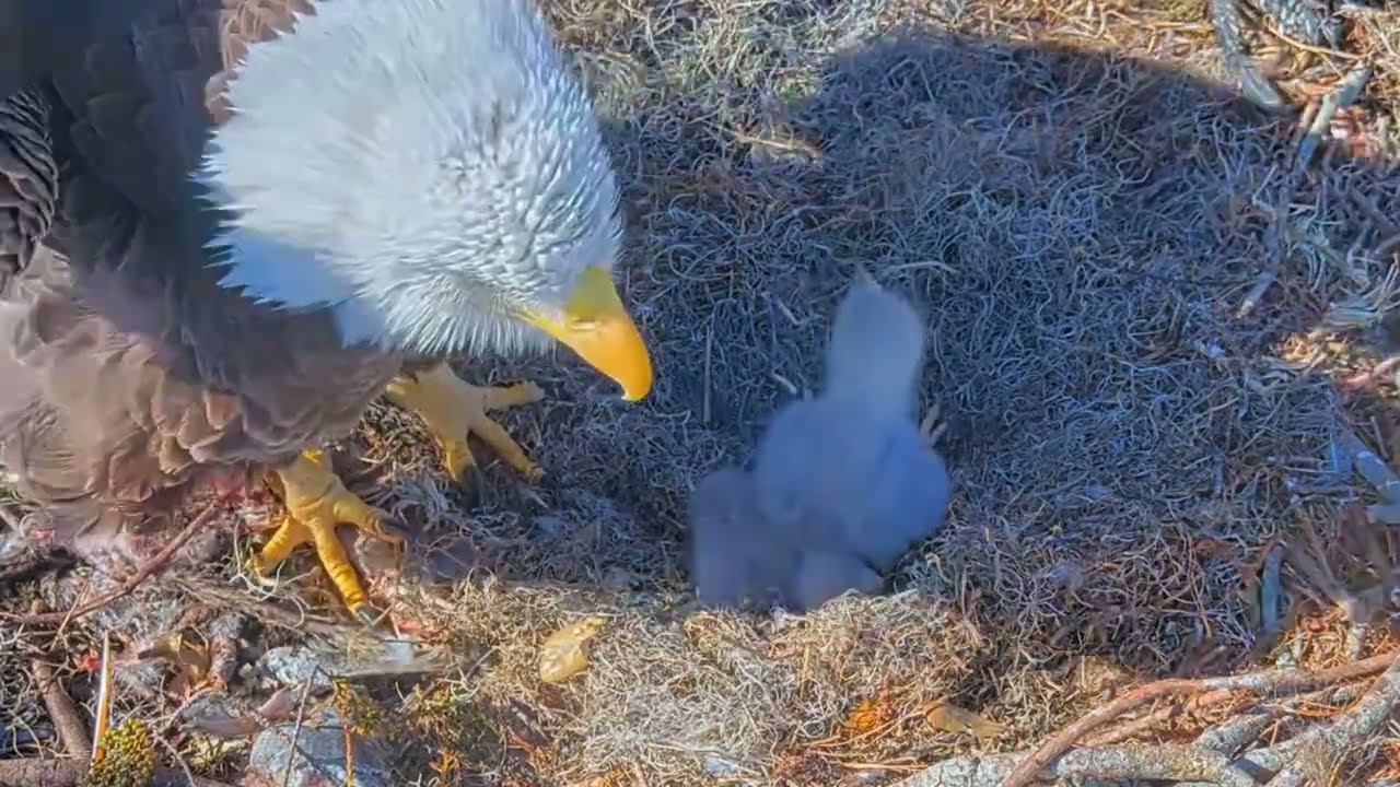 #baldeagle S03#P23 Review birds in nest with nature #birdslovers #birdsounds #birdsnest