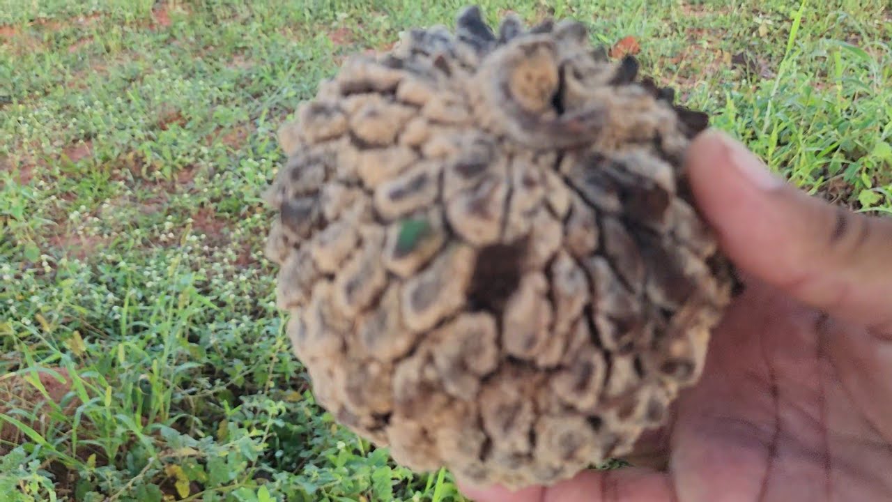 Fui no Cerrado a procura de Articum será que achou 