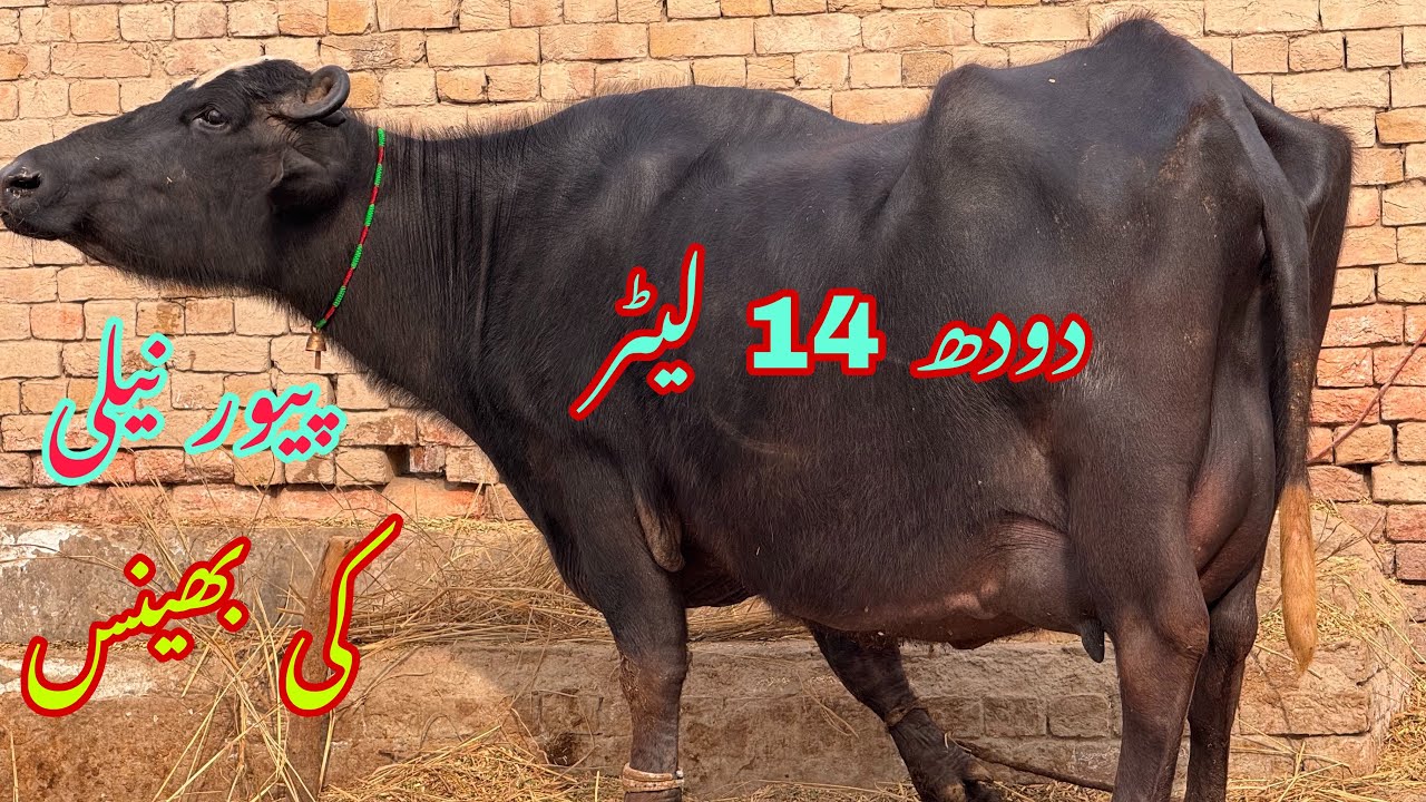 پیور نیلی کی بھینس دودھ 14 لیٹر pure Nilli high milking buffalo for sale in Punjab Pakistan on 