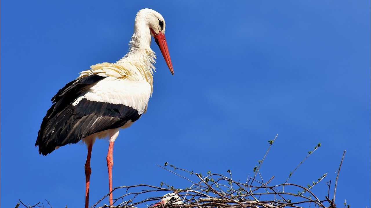 How Long Do Storks Live? Stork Average Lifespan
