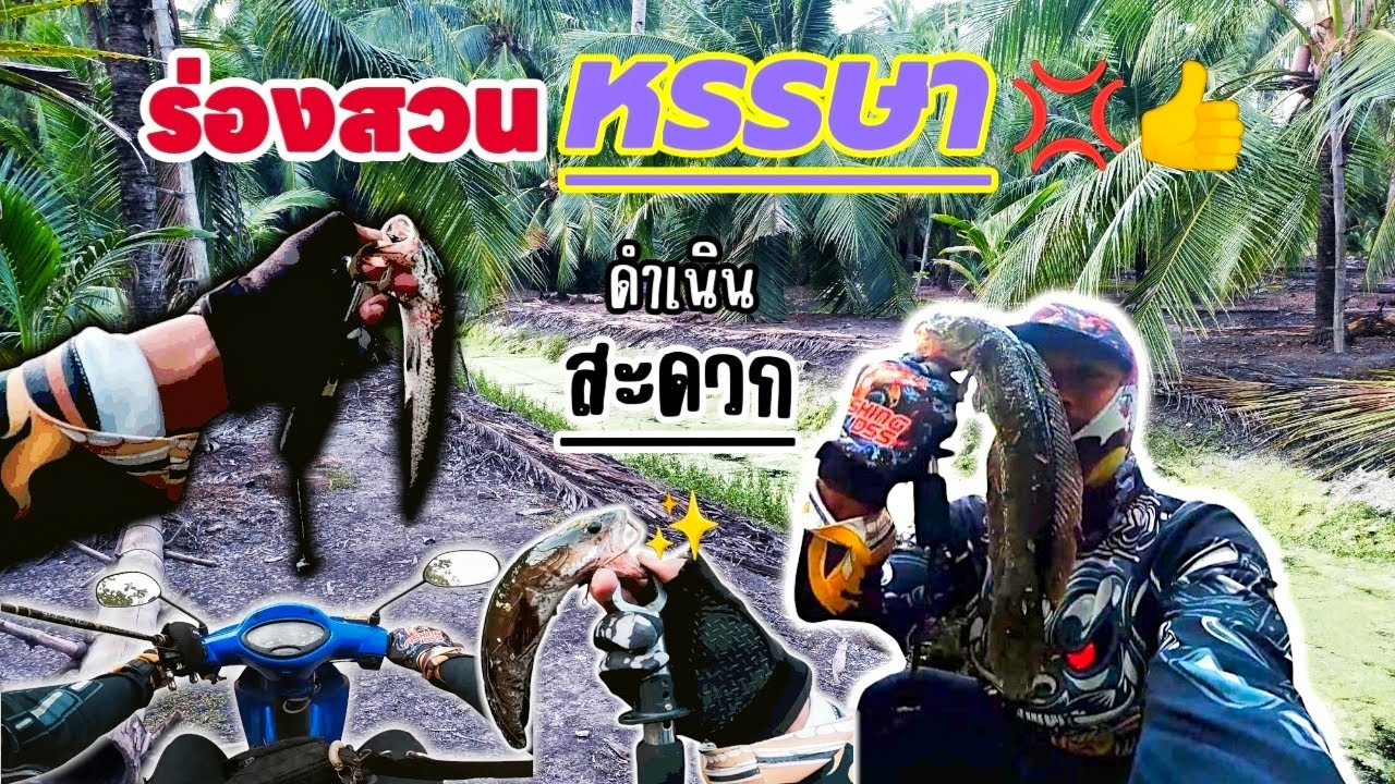 แว๊นมอเตอร์ไซค์ไปกลับ200 กว่าโล|ตะลุยตกปลาช่อนร่องสวนมะพร้าว