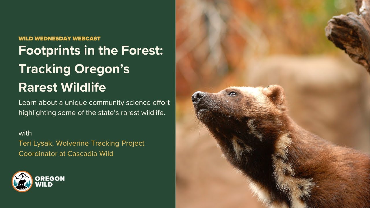 Footprints in the Forest: Tracking Oregon’s Rarest Wildlife